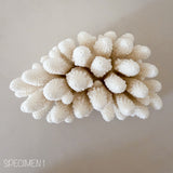 Authentic Coral Pieces - Finger Coral