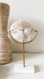 Authentic Fungia Coral with Stand