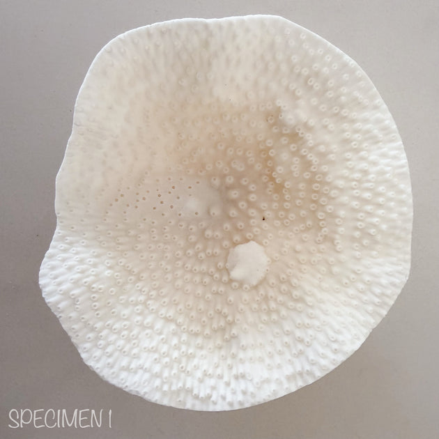 Mini Cup Coral - Turbinara Coral