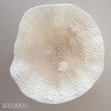 Mini Cup Coral - Turbinara Coral