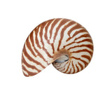 Authentic Rare Nautilus Shell - Natural