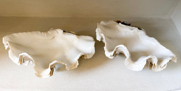 Authentic Clam - Matching Pair