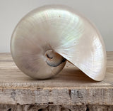 Authentic Rare Nautilus Shell - Polished Pearl
