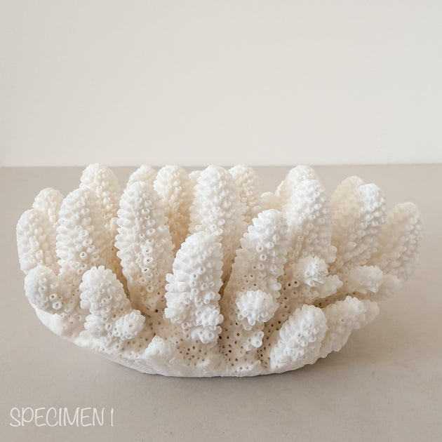 Authentic Coral Pieces - Finger Coral