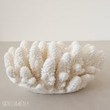 Authentic Coral Pieces - Finger Coral