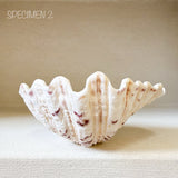 Authentic Clam Shell