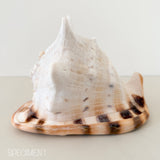 Horned Helmet Shell