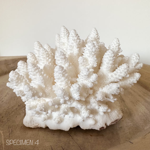 Authentic Coral Pieces - Finger Coral