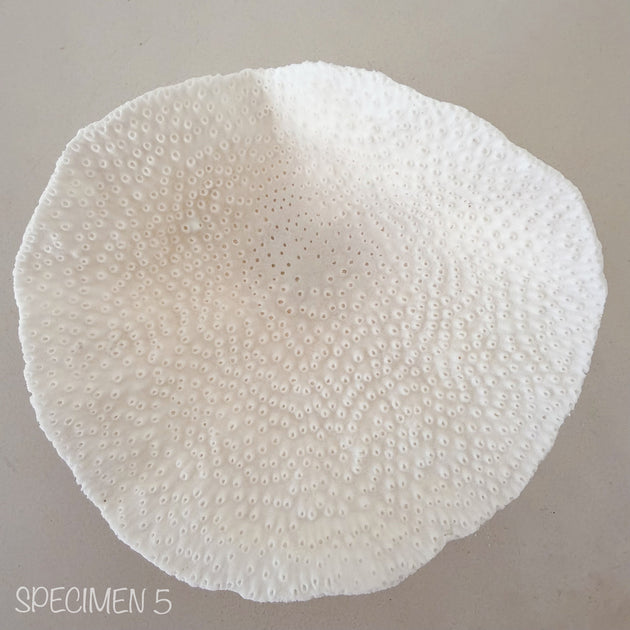 Mini Cup Coral - Turbinara Coral