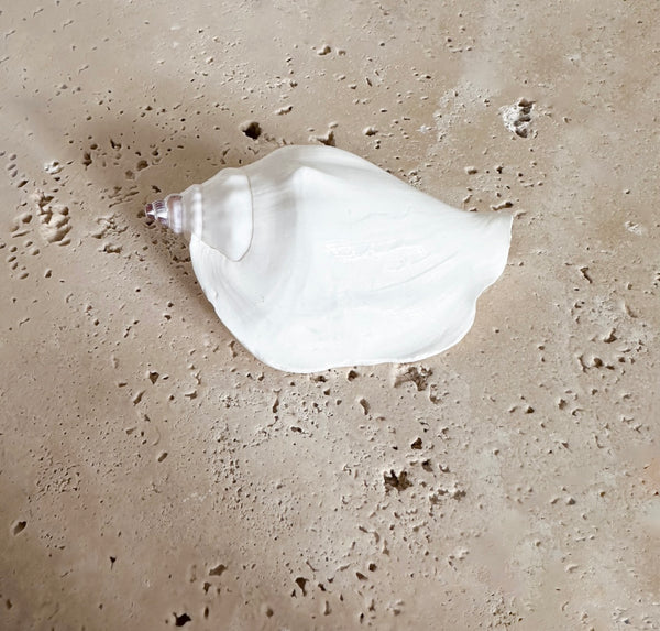 White Swan Conch Shell – Rustic White & Wood