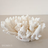 Authentic Coral Pieces - Finger Coral