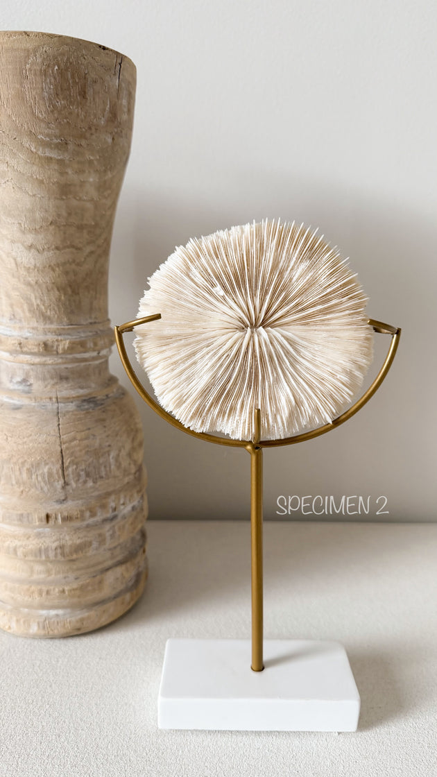 Authentic Fungia Coral with Stand
