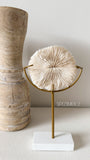 Authentic Fungia Coral with Stand