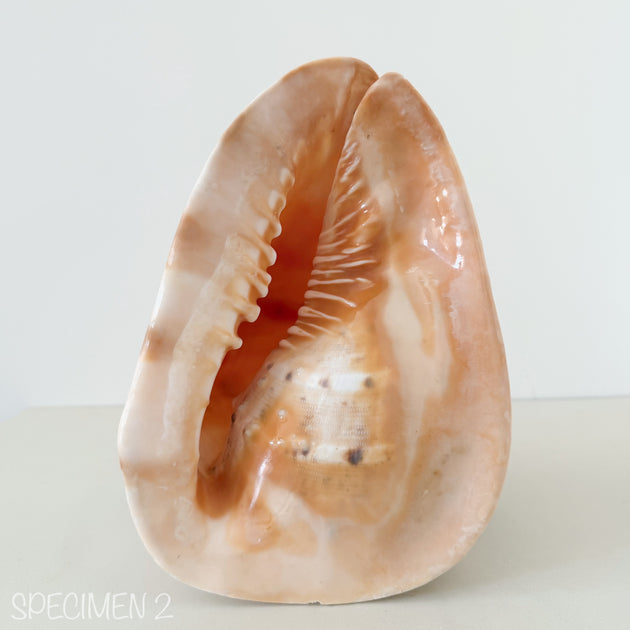 Horned Helmet Shell