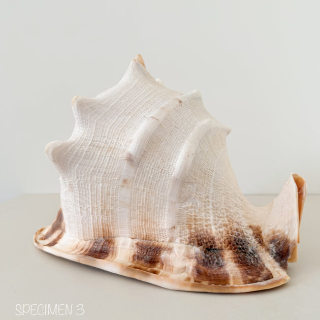 Horned Helmet Shell