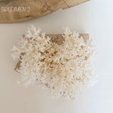 Authentic Coral Pieces - Lace Coral