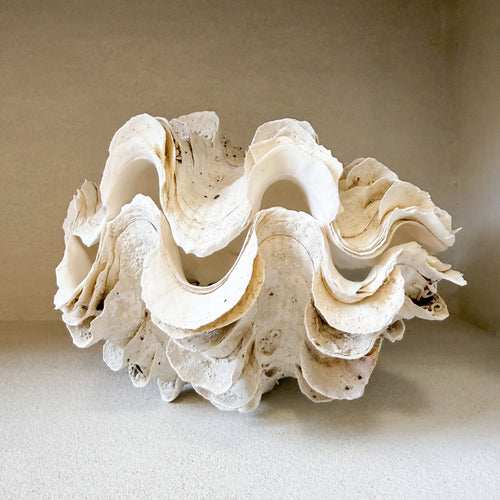 Authentic Clam - Matching Pair