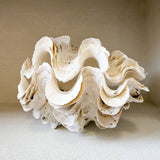 Authentic Clam - Matching Pair