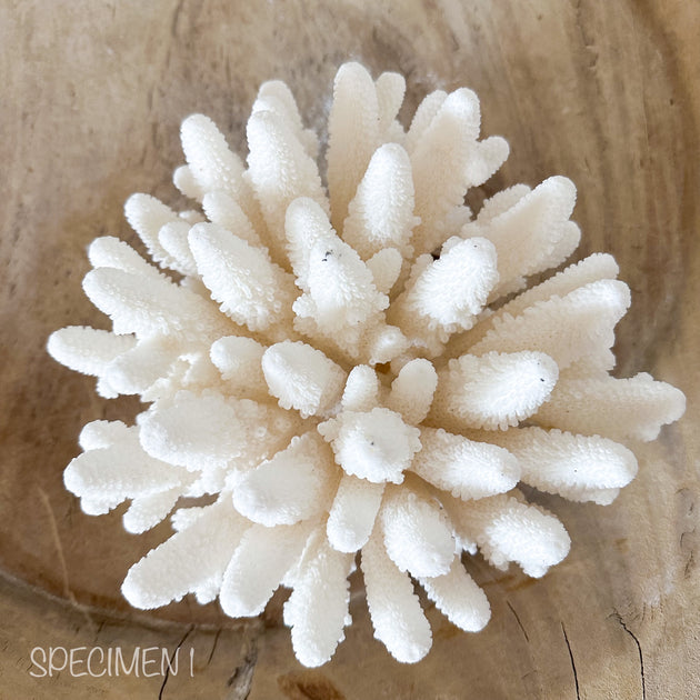Authentic Coral Pieces - Finger Coral