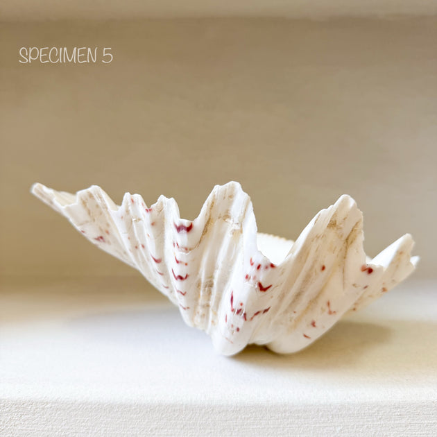 Authentic Clam Shell