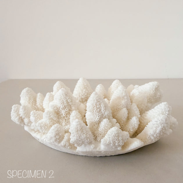 Authentic Coral Pieces - Finger Coral