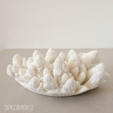 Authentic Coral Pieces - Finger Coral