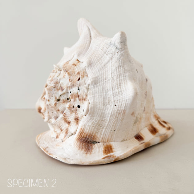 Horned Helmet Shell