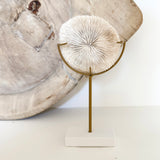 Authentic Fungia Coral with Stand