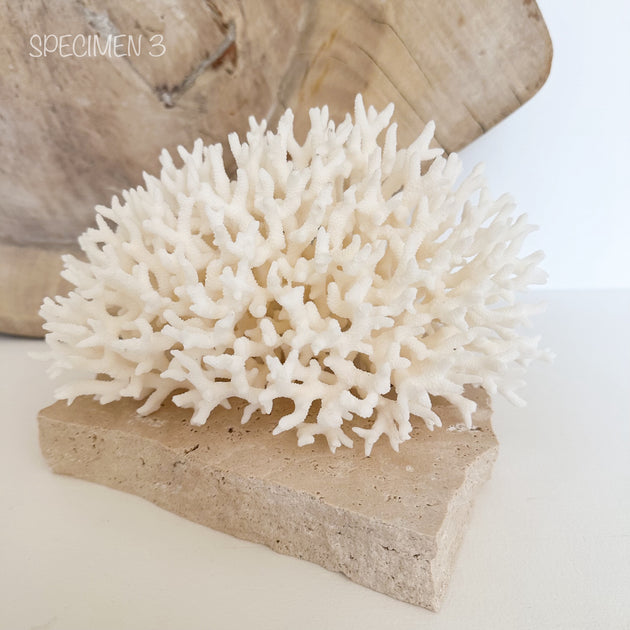 Authentic Coral Pieces - Birdsnest Coral