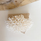 Authentic Coral Pieces - Birdsnest Coral