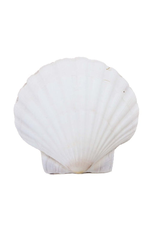 Fan Sea Shell