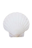 Fan Sea Shell