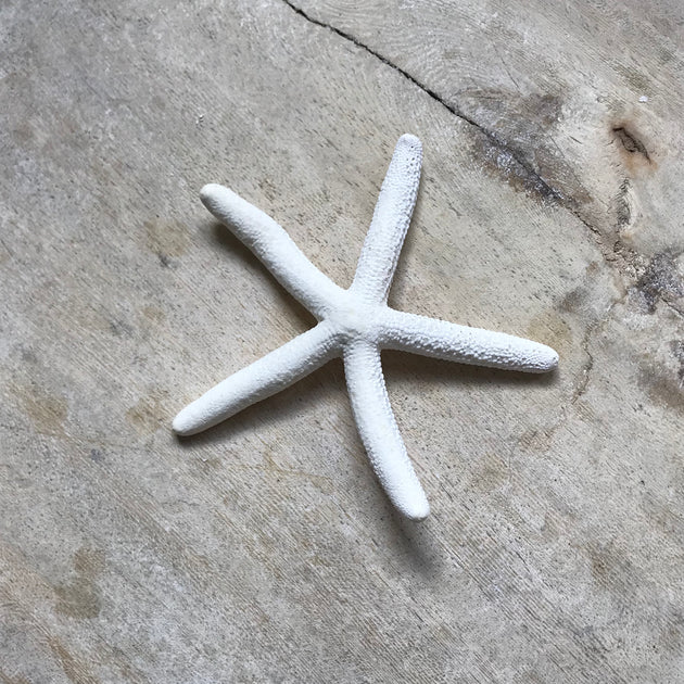 Finger Starfish – Rustic White & Wood