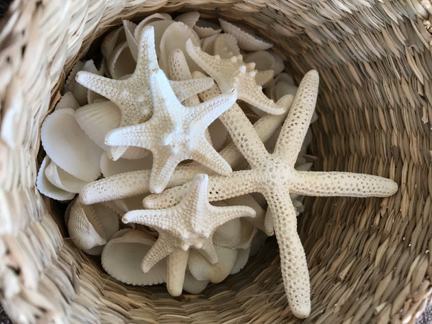 White Thorny Starfish