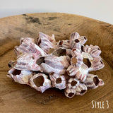 Authentic Barnacle Clusters