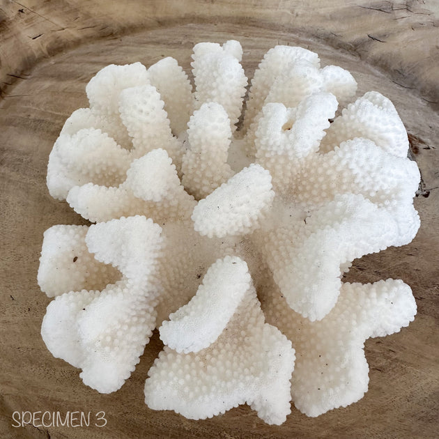 Authentic Coral Pieces - Finger Coral