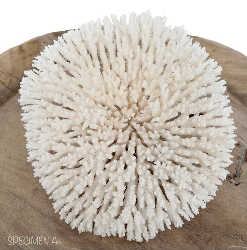 Round Plate Coral