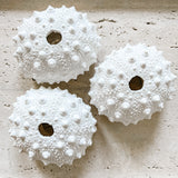 White Polyresin Spiky Sea Urchin Coral