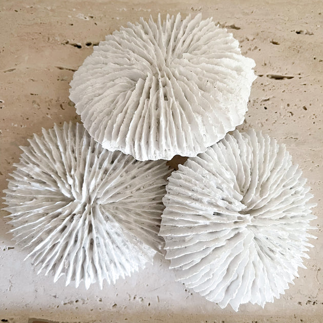 White Polyresin Fungia Coral