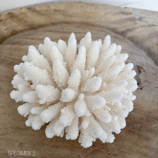 Authentic Coral Pieces - Finger Coral