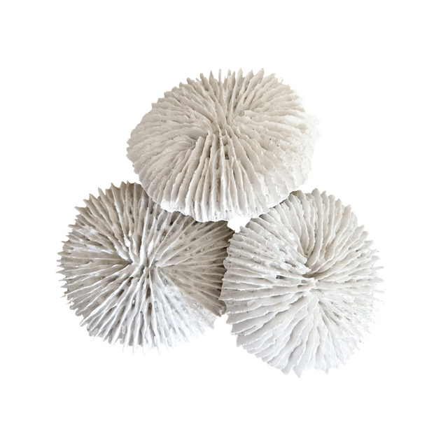 White Polyresin Fungia Coral