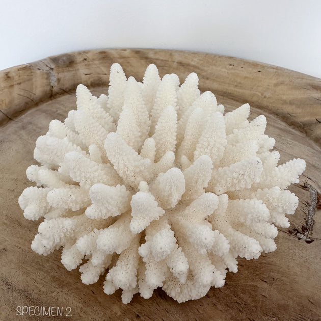 Authentic Coral Pieces - Finger Coral