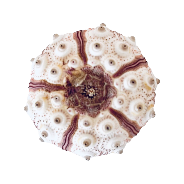 Sea Urchin - Imperial
