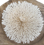 Round Plate Coral