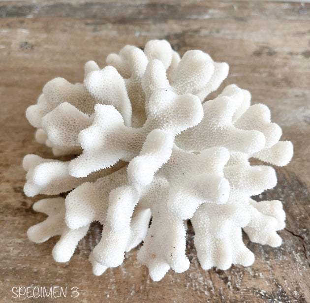 Authentic Coral Pieces - Cauliflower Coral
