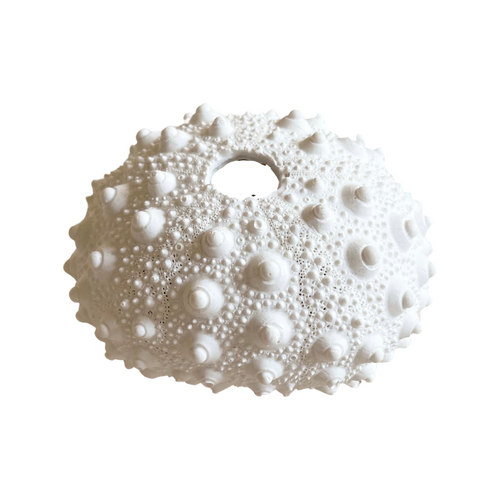 White Polyresin Spiky Sea Urchin Coral