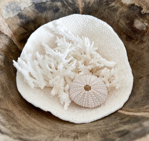 Mini Cup Coral - Turbinara Coral