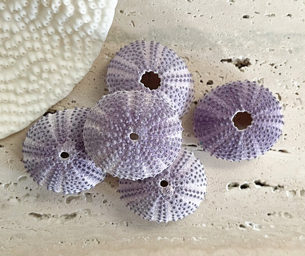 Sea Urchin - Purple