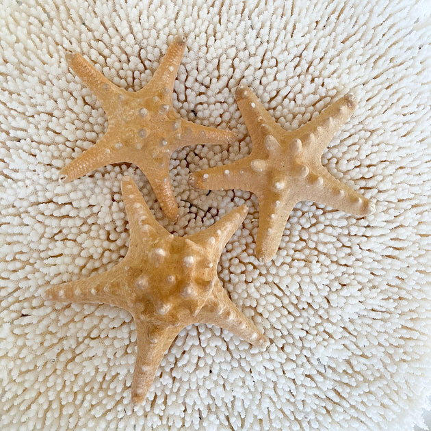 Thorny Starfish - XLGE