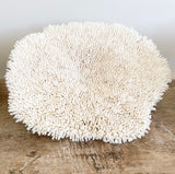 Authentic Coral - Plate Coral - Oversized